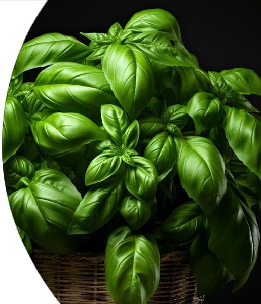 Basil Essential Oil