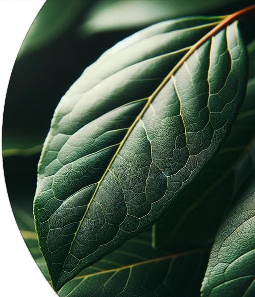 Bay Leaf Essential Oil