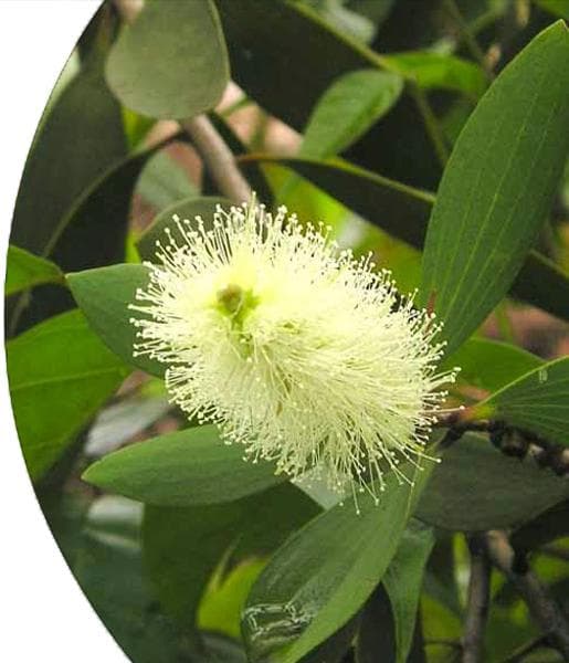 Cajaput Essential Oil