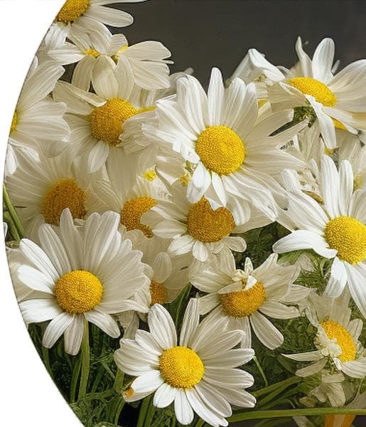 Chamomile Roman Essential Oil