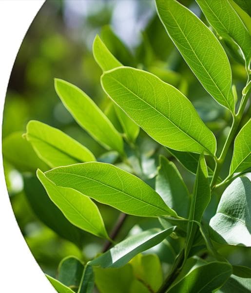 Cinnamon Leaf Essential Oil