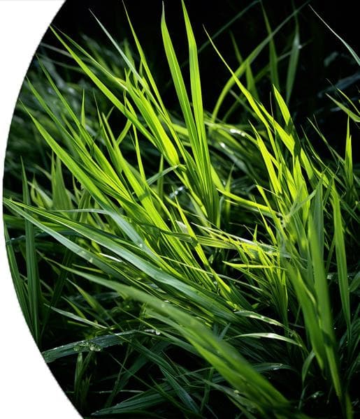 Citronella Essential Oil