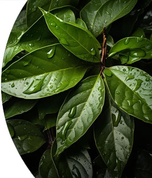 Clove Leaf Essential Oil