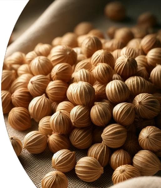 Coriander Seed Essential Oil