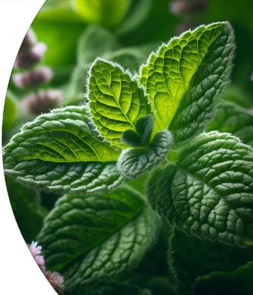 Corn Mint (Arvensis) Essential Oil
