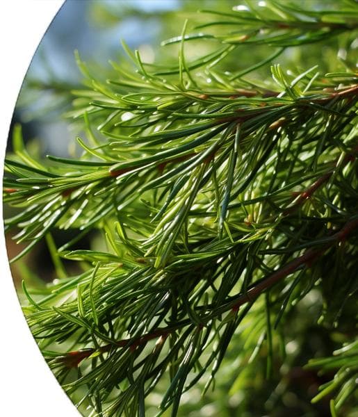 Cypress Essential Oil