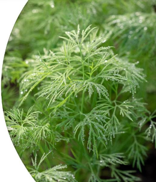 Dill Seed Essential Oil