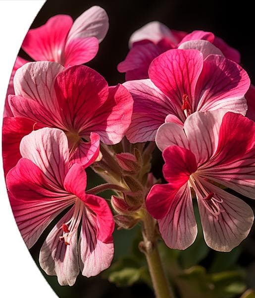 Geranium (Egypt) Essential Oil