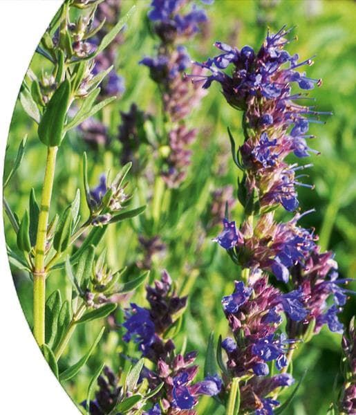 Hyssop Essential Oil