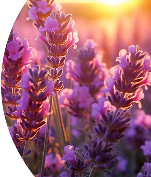 Lavender Essential Oil