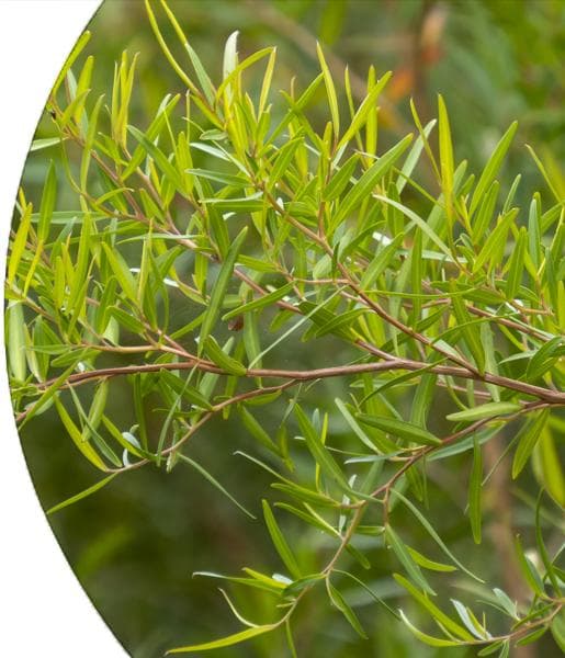 Lemon Tea Tree Essential Oil