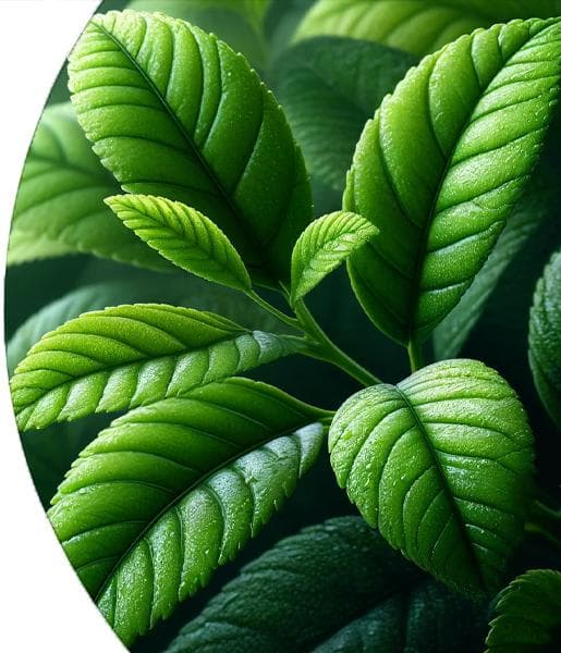 Lemon Verbena Essential Oil