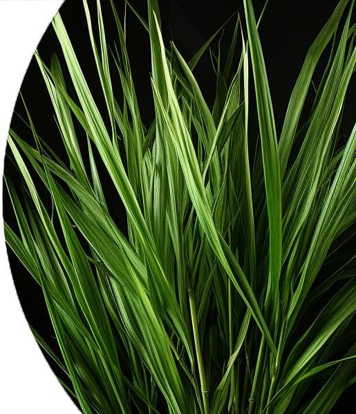 Lemongrass Essential Oil