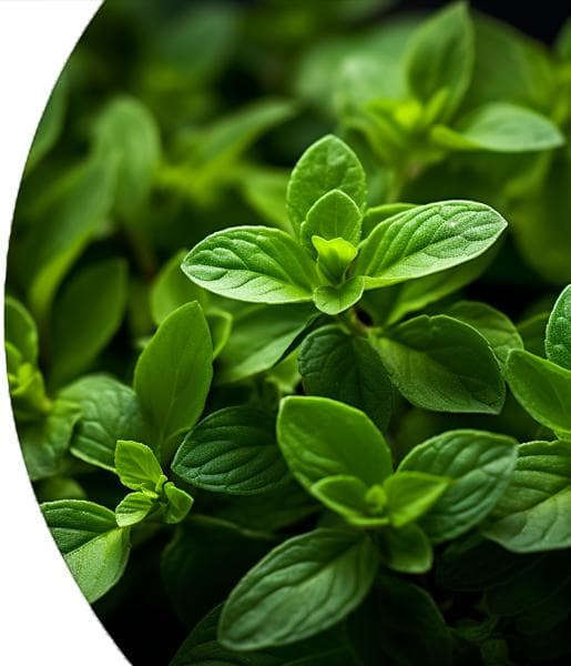 Marjoram Essential Oil