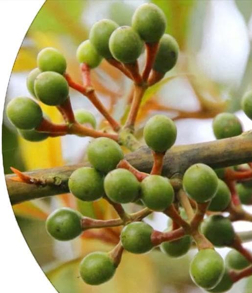 May Chang Essential Oil