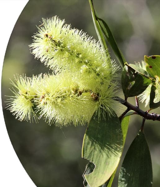 Niaouli Essential Oil