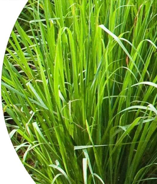 Palmarosa Essential Oil