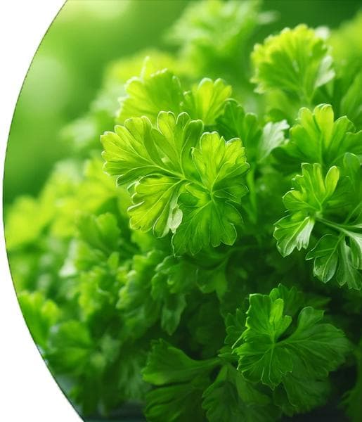 Parsley Essential Oil