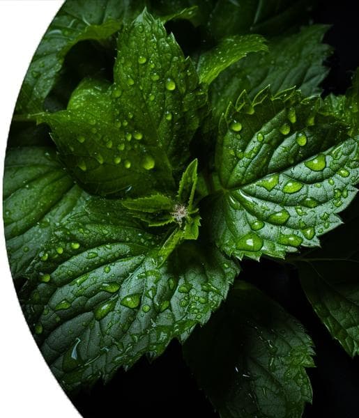 Patchouli Essential Oil