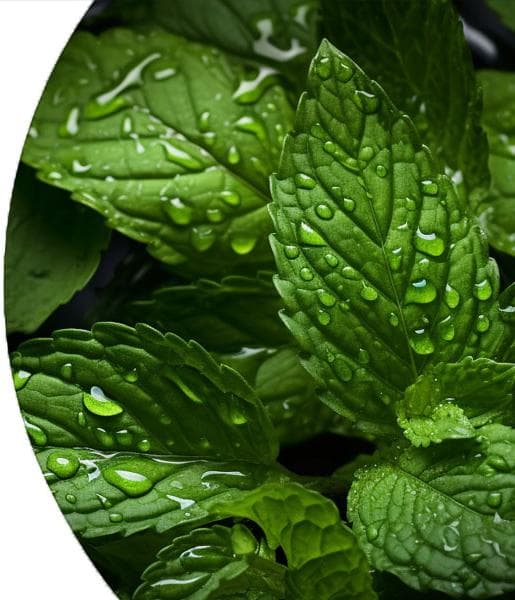 Peppermint (Piperita) Essential Oil