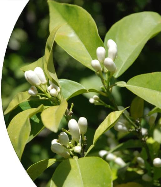 Petitgrain Essential Oil