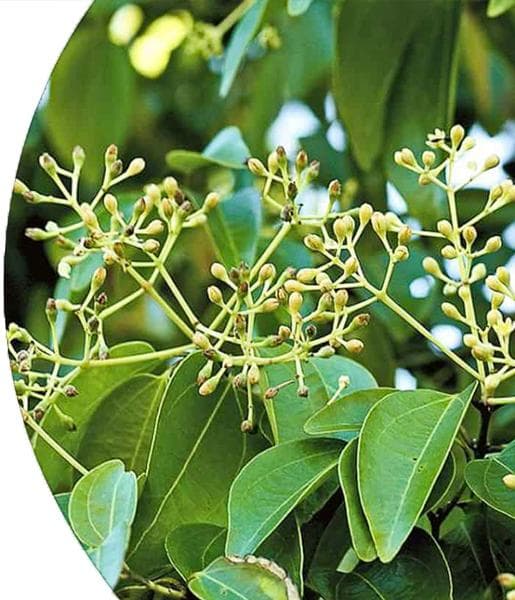 Ravensara Essential Oil