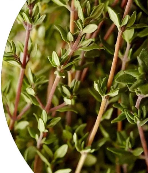 Red Thyme Essential Oil