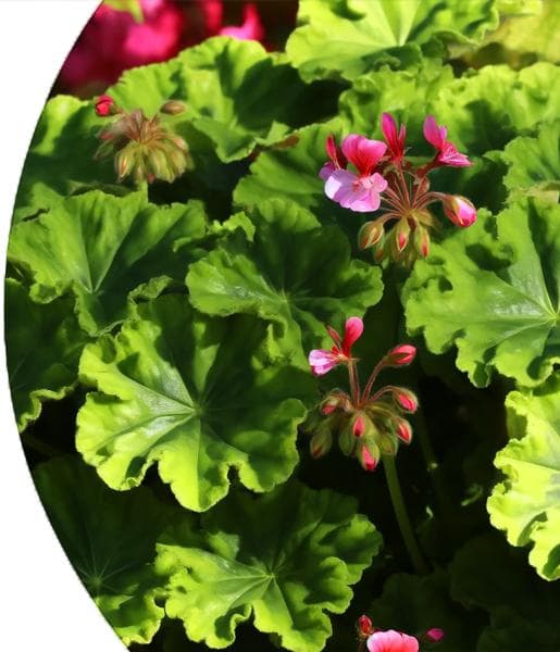 Rose Geranium Essential Oil