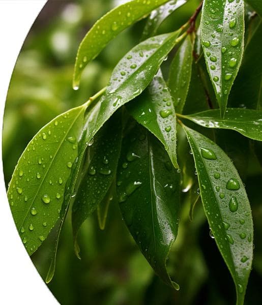 Tea Tree Essential Oil