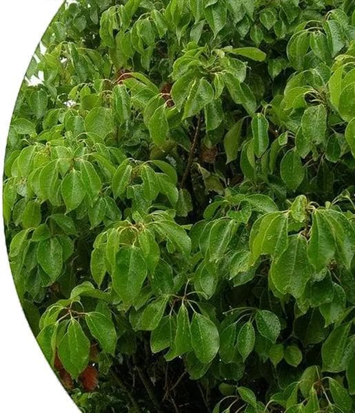 White Camphor Essential Oil